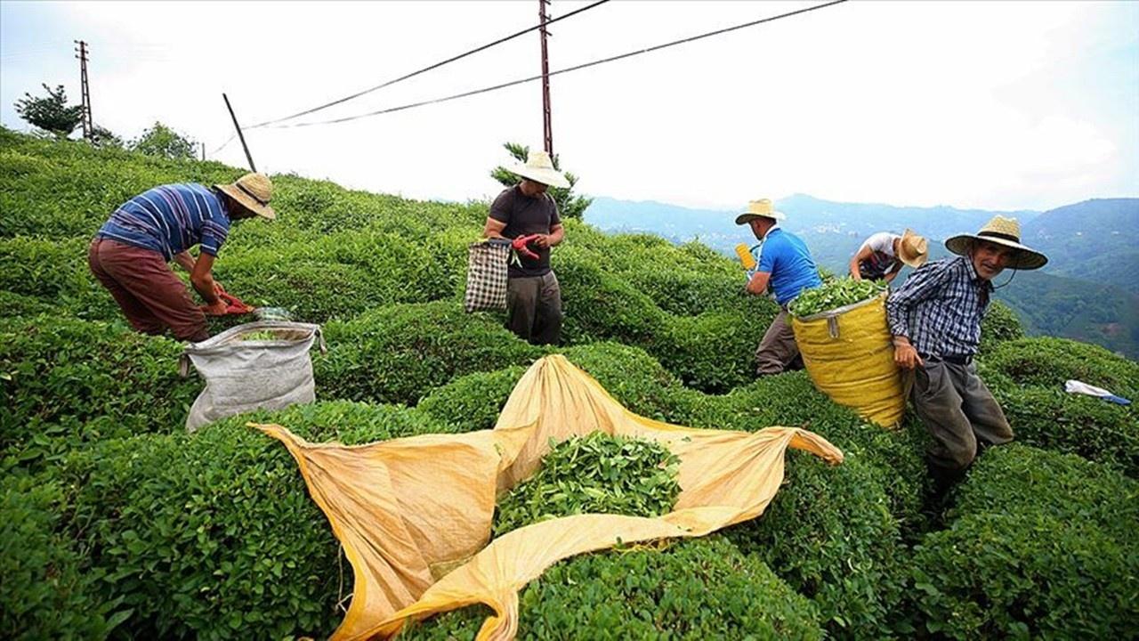 7 Ayda 14,8 Milyon Dolarlık Çay İhracatı: Belçika Önde!