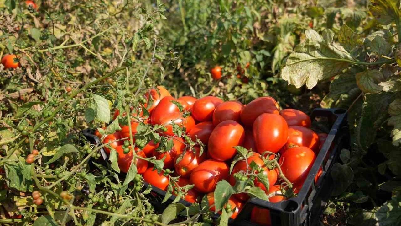 30 Dönüm Domates Bedava: Çiftçi, 600 Bin TL Zarardan Sonra Ücretsiz Dağıtım Yapıyor