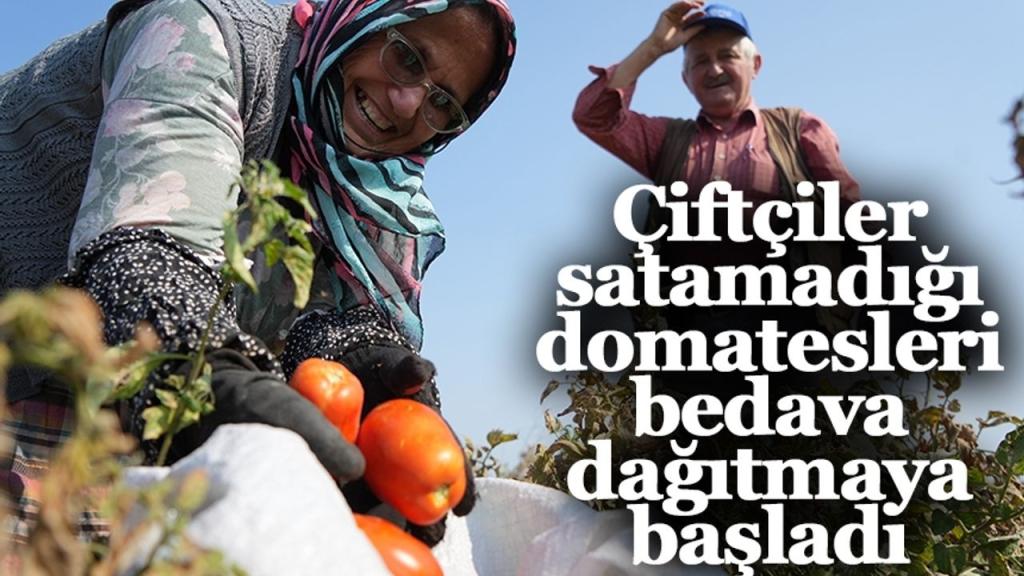 30 Dönüm Domates Bedava Dağıtıldı: Çiftçi 600 Bin Lira Zararda