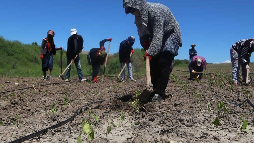 Kastamonu Çiftçileri: 'Kan Ağlıyoruz!', Şeker Pancarı Fiyatı 1,80 TL