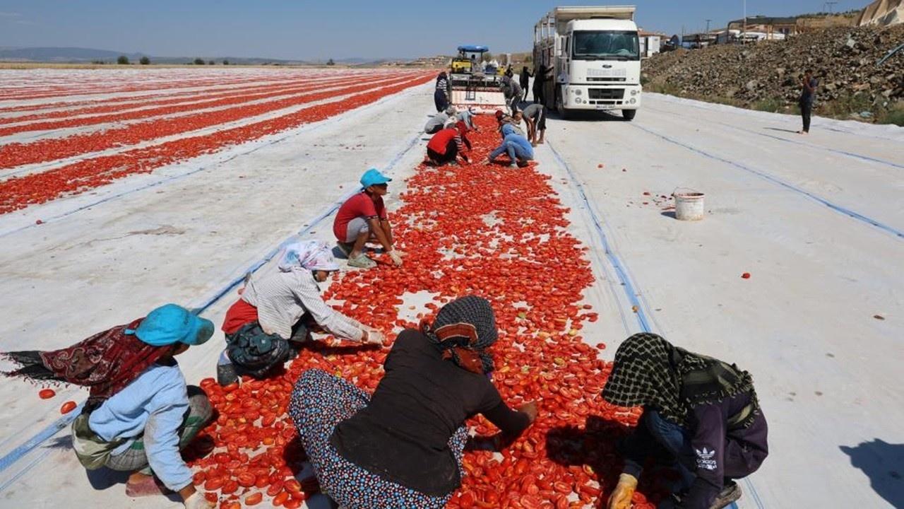 Kastamonu Çiftçileri: 'Kan Ağlıyoruz!', Şeker Pancarı Fiyatı 1,80 TL