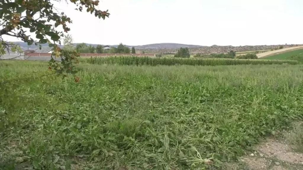 Gıda Fiyatlarında Şok Yaklaşıyor: TÜSEDAD Başkanı Uyarıyor!