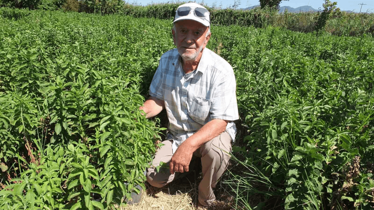 Burhaniye, 200 Bin Fide Talebiyle Stevia Merkezi Oldu!