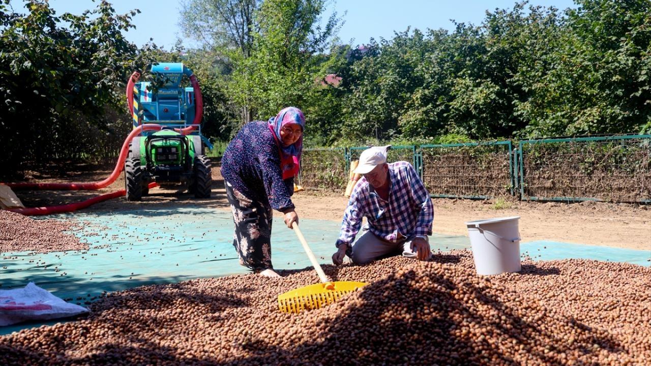 Sakarya'da 3.500 TL'lik Patoz Mesaisine Yoğun Talep: Fındık Hasadında Yeni Gelir Kapısı