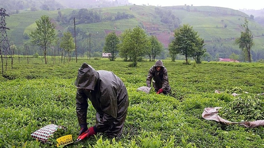 ÇAYKUR Çay Alım Kotası Arttı: Üreticiler İçin Sevindirici Haber