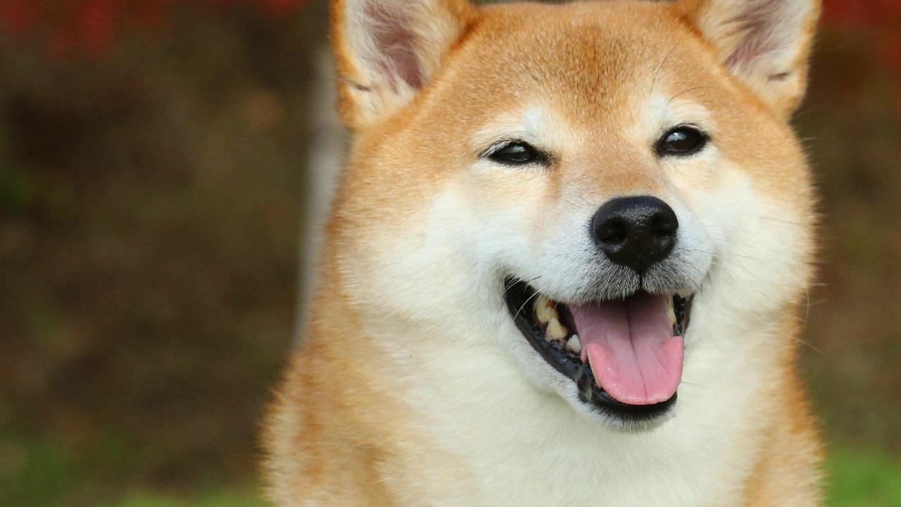 Shiba Inu Fiyatı Yüzde 750 Yükselebilir mi? Analist Beklentileri Yükseltti!