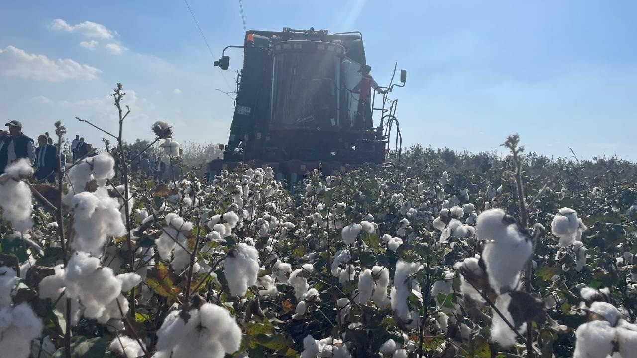 Söke Pamuğu AB'den Coğrafi İşaret Tescili Aldı: Türkiye'nin 27'nci Tescilli Ürünü