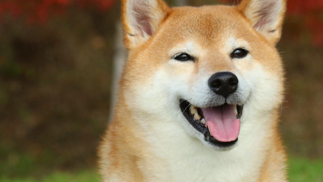 Shiba Inu Fiyatı Atladı: 2021 Boğa Koşusu Tekrar mı Başlıyor?