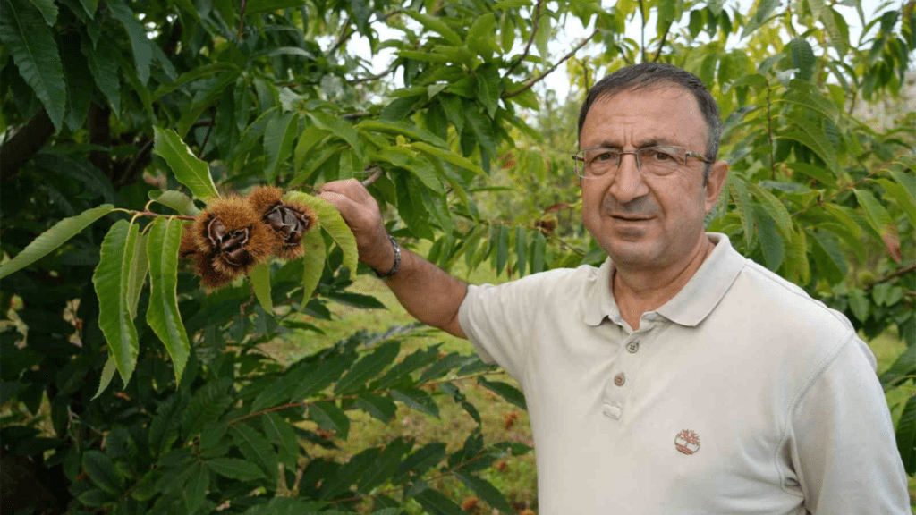 Samsun'da Gal Arısına Dayanıklı 4 Yeni Kestane Çeşidi Hasadına Başlandı