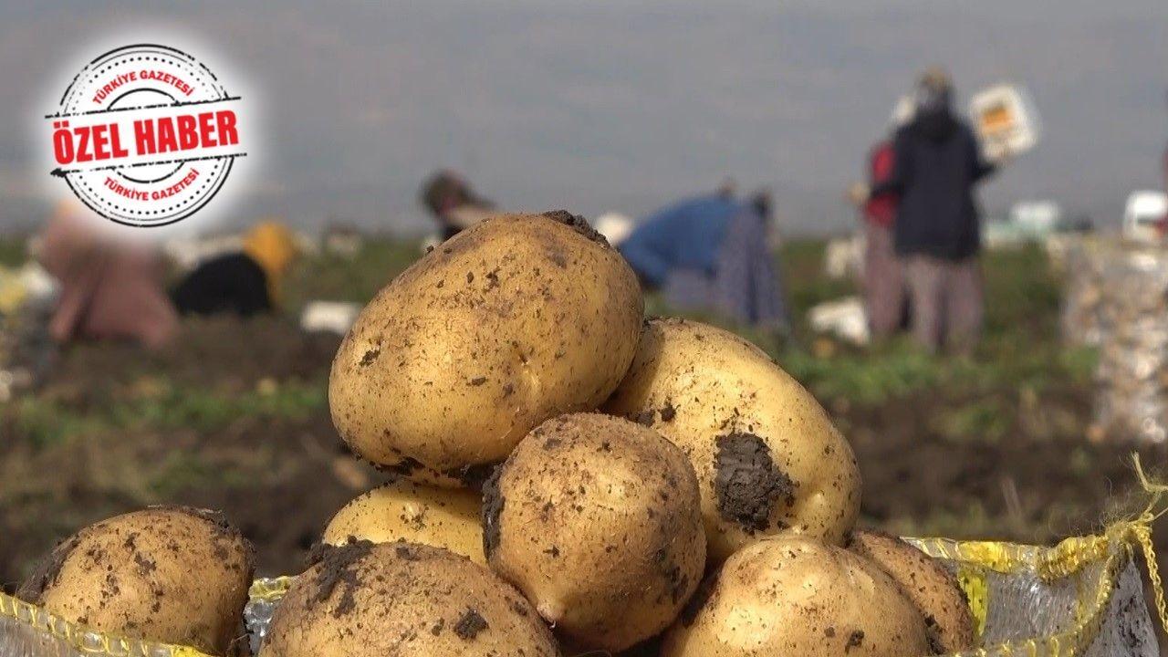 Patates Fazlası İçin Kamu Seferberliği: Tarım Bakanlığı, 2023'te Tüketimi Artırmak İçin Harekete Geçti