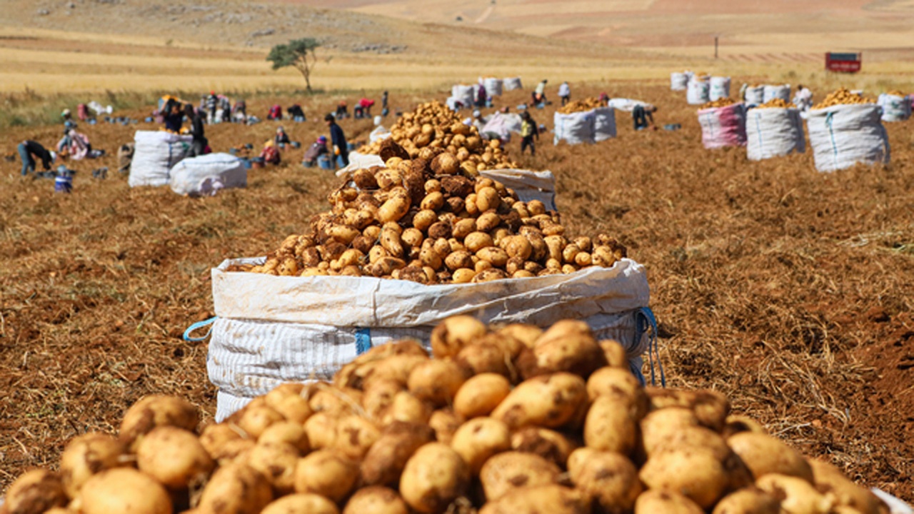 Patates Fazlası İçin Kamu Seferberliği: Tarım Bakanlığı, 2023'te Tüketimi Artırmak İçin Harekete Geçti