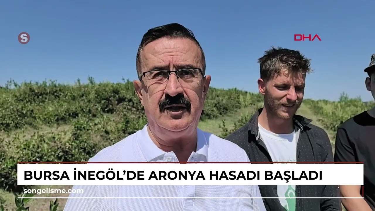 İnegöl'de 1.000 Dekarlık Aronya Hasadı Başladı: Pazar Sorunu Yaşayan Üreticiler Ümitli