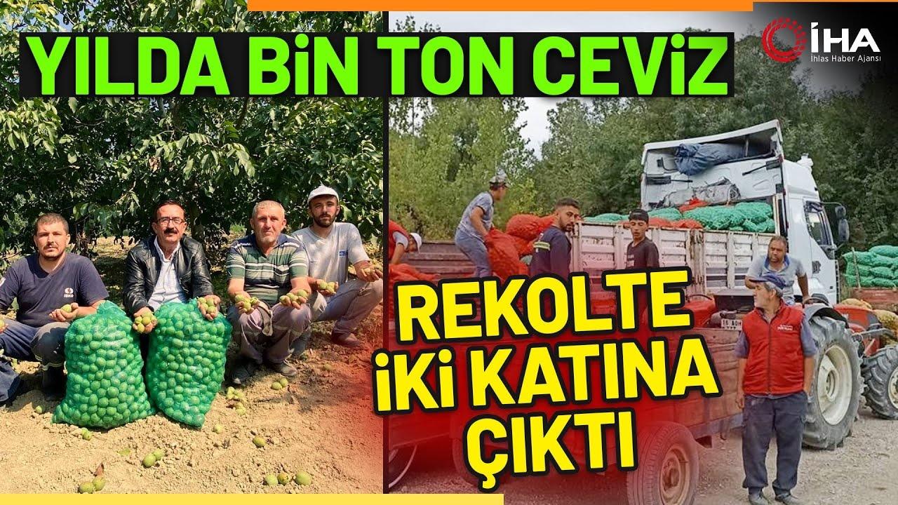 İnegöl'de 42 Bin Ton Hedefiyle Ceviz Hasadı Başladı!