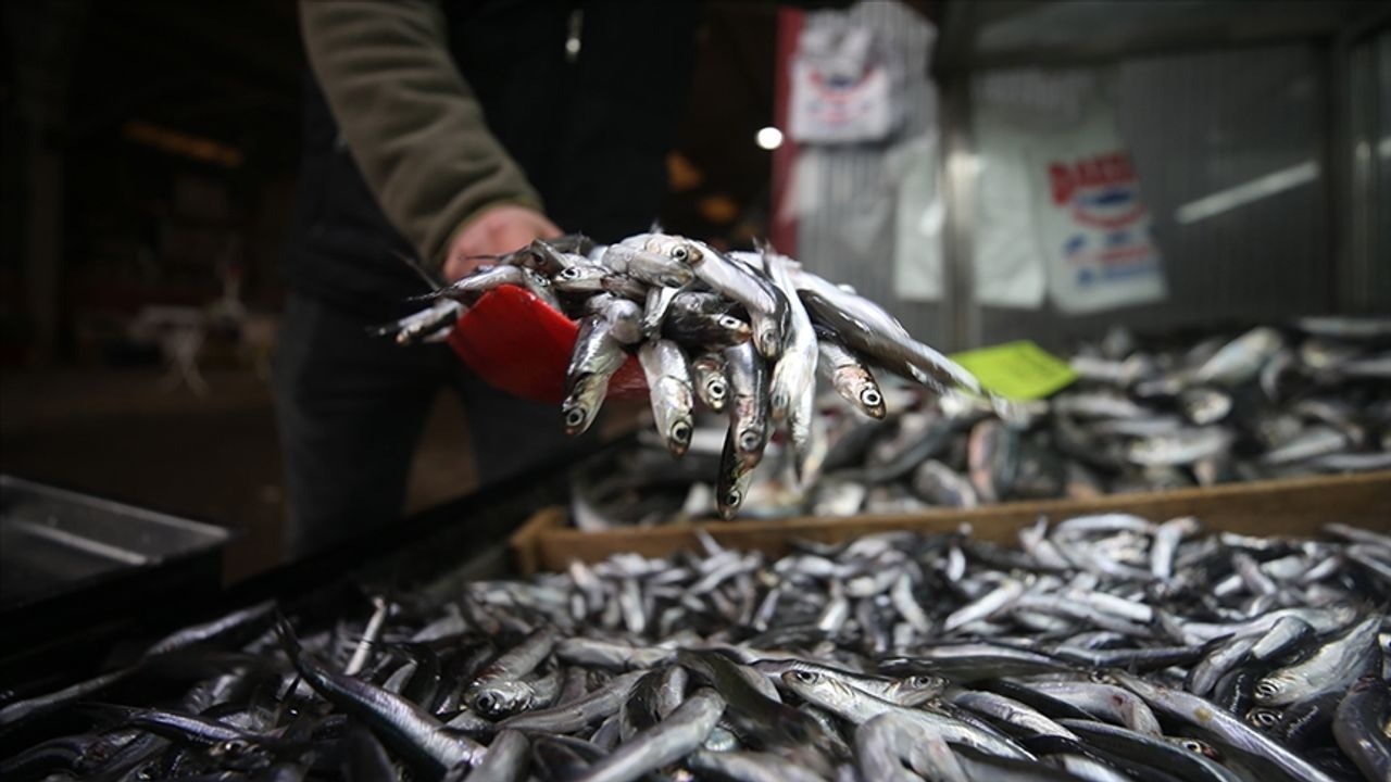 400 Bin Ton Hamsi Avı İçin Son Gün: İzin Başvuruları 6 Eylül'de Bitiyor