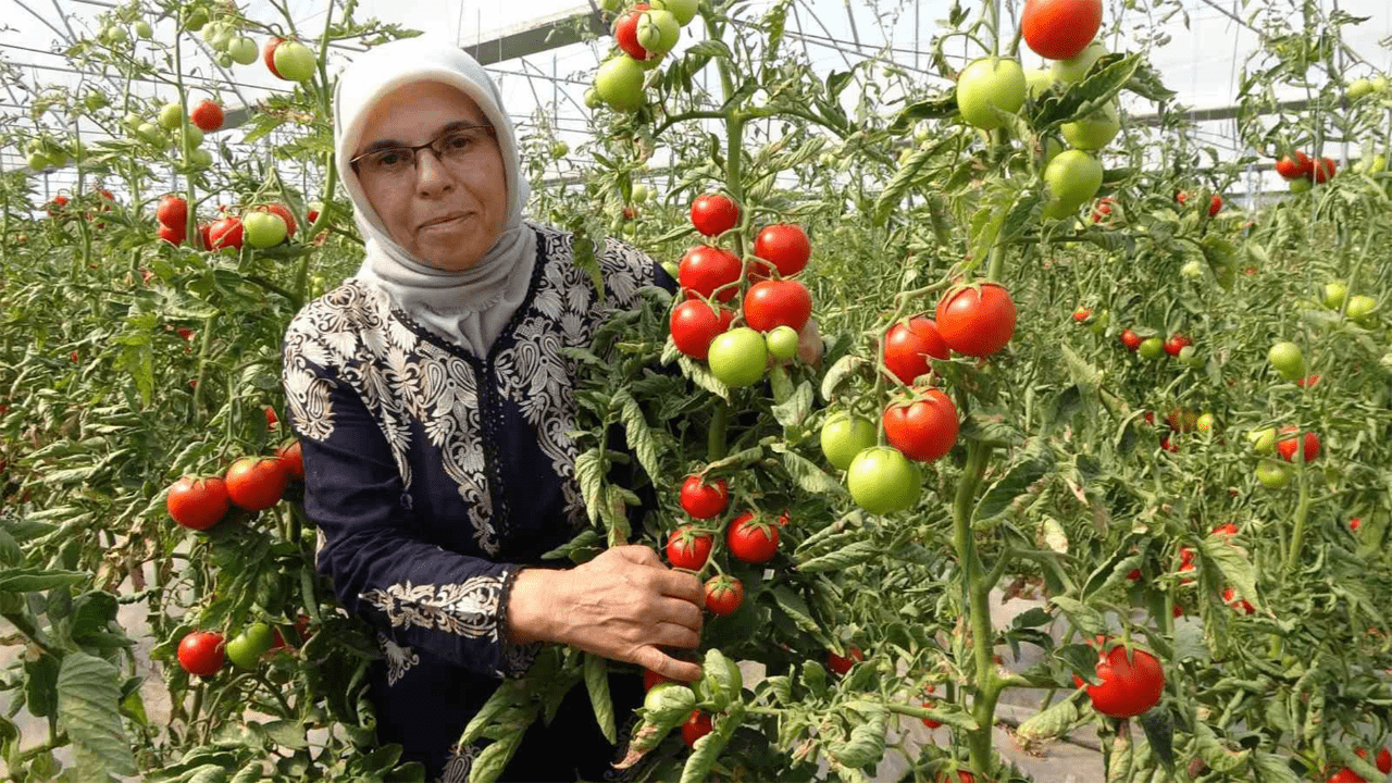 12 Milyon Euro Tarım Hibesi İçin Yeni Çağrı: Girişimcilere Büyük Fırsat