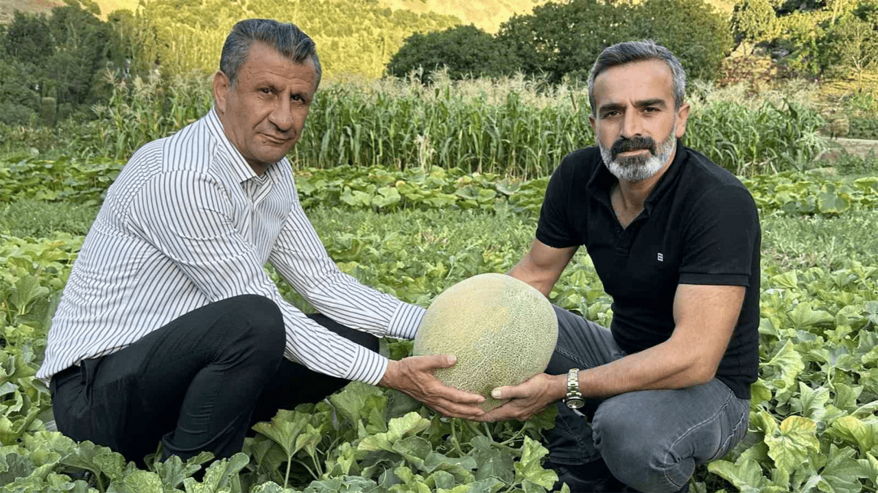 10 Kilo Kavunlar: Yüksekova'da Rekolte Şaşırtıyor