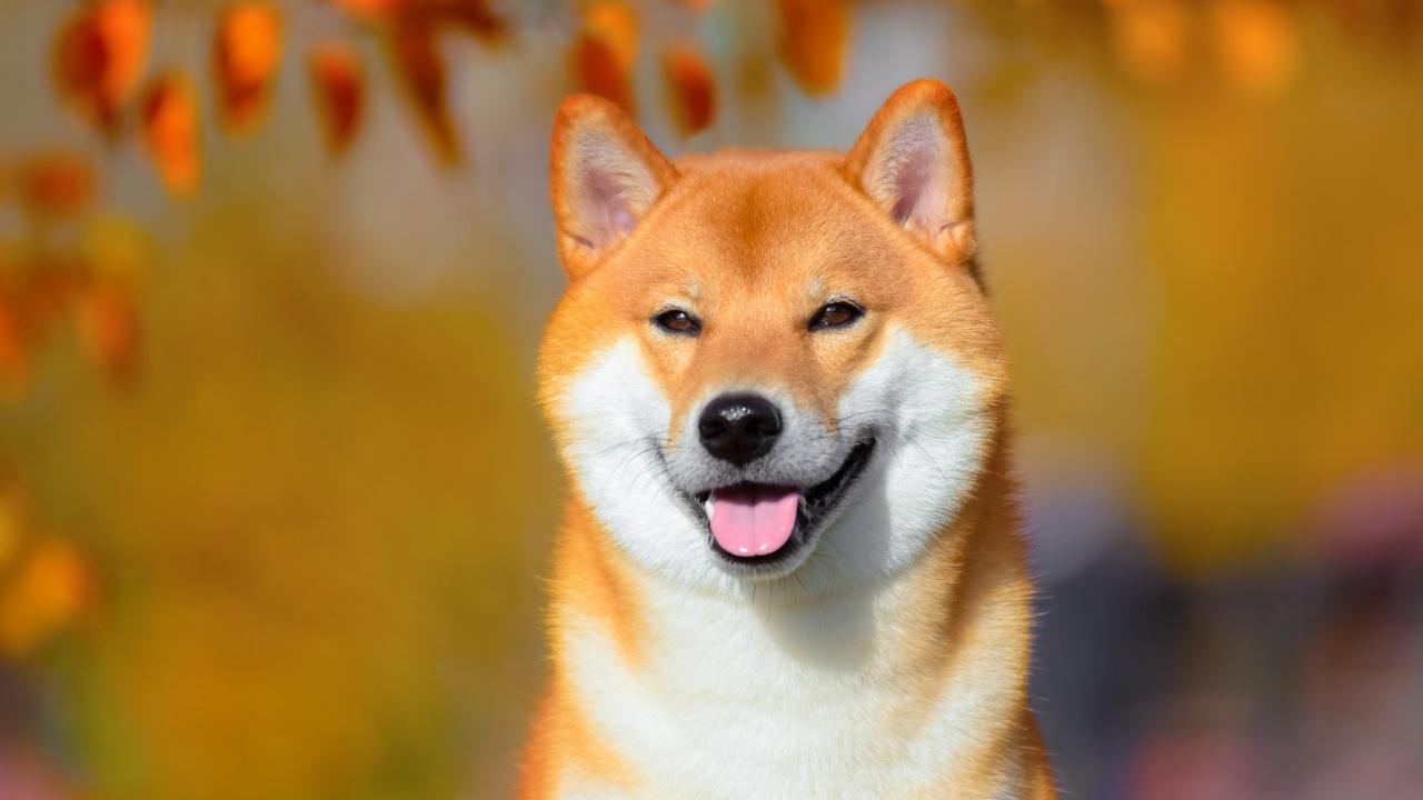 Shiba Inu Ekosistemi Dönüşüm Yaşıyor: 300 Milyon Coin Yakıldı