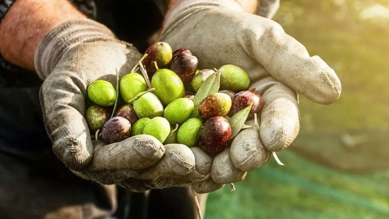 Marmarabirlik Zeytin Alım Fiyatlarını Açıkladı: 125 TL'ye Çıktı