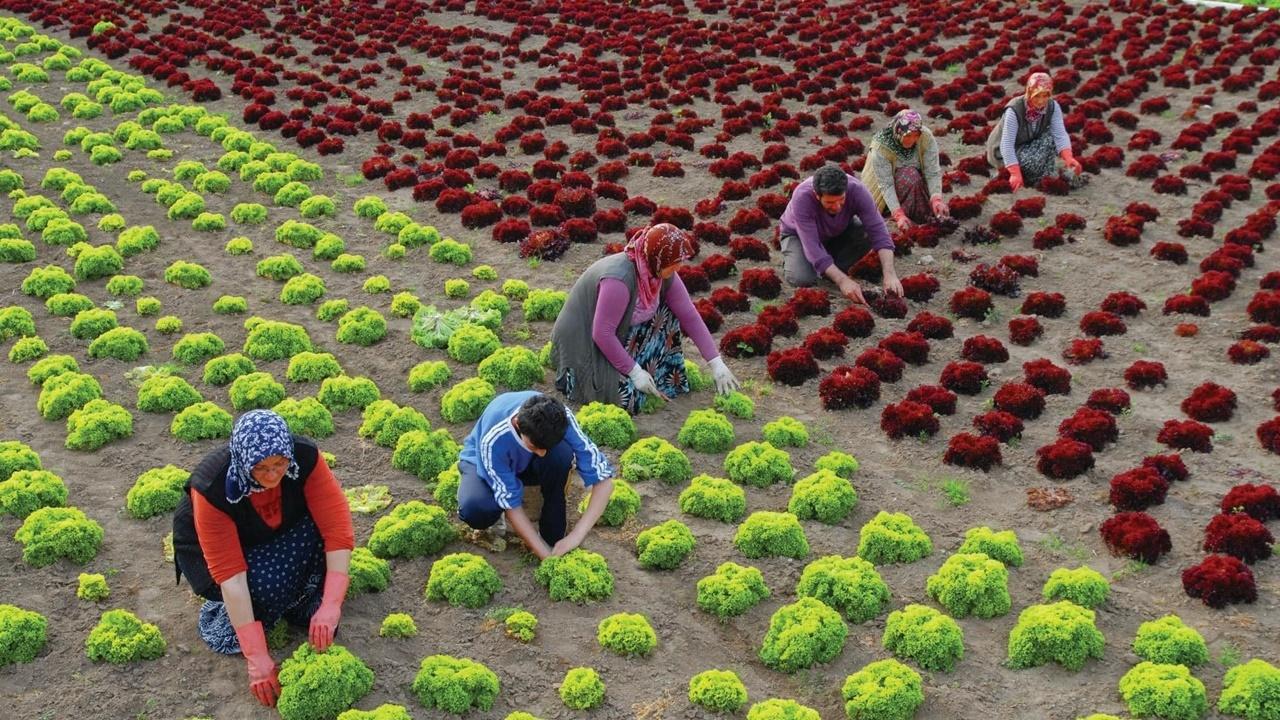 Kadın Çiftçilerin .2'si BAĞ-KUR Primini Ödeyemiyor: Tarım Sektöründe Sosyal Güvenlik Sorunu