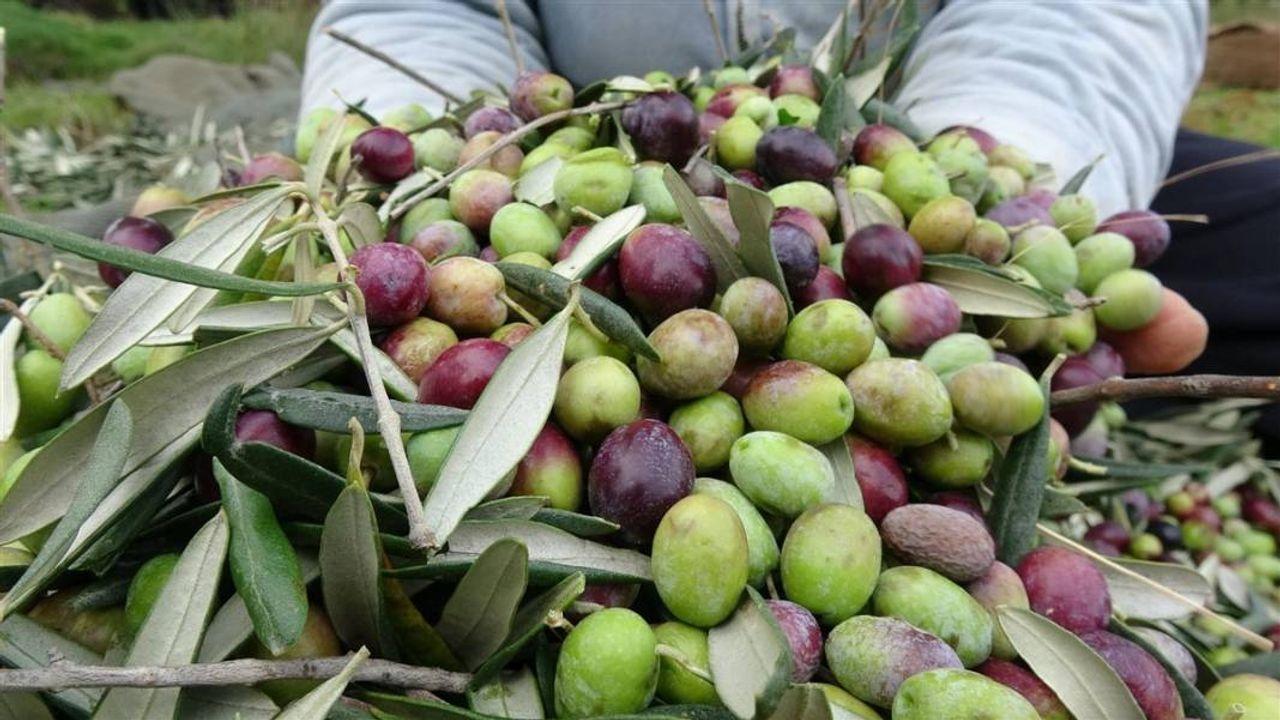 Zeytin ve Zeytinyağı Üretimi Rekor Kıracak: 475 Bin Ton Yağ Bekleniyor