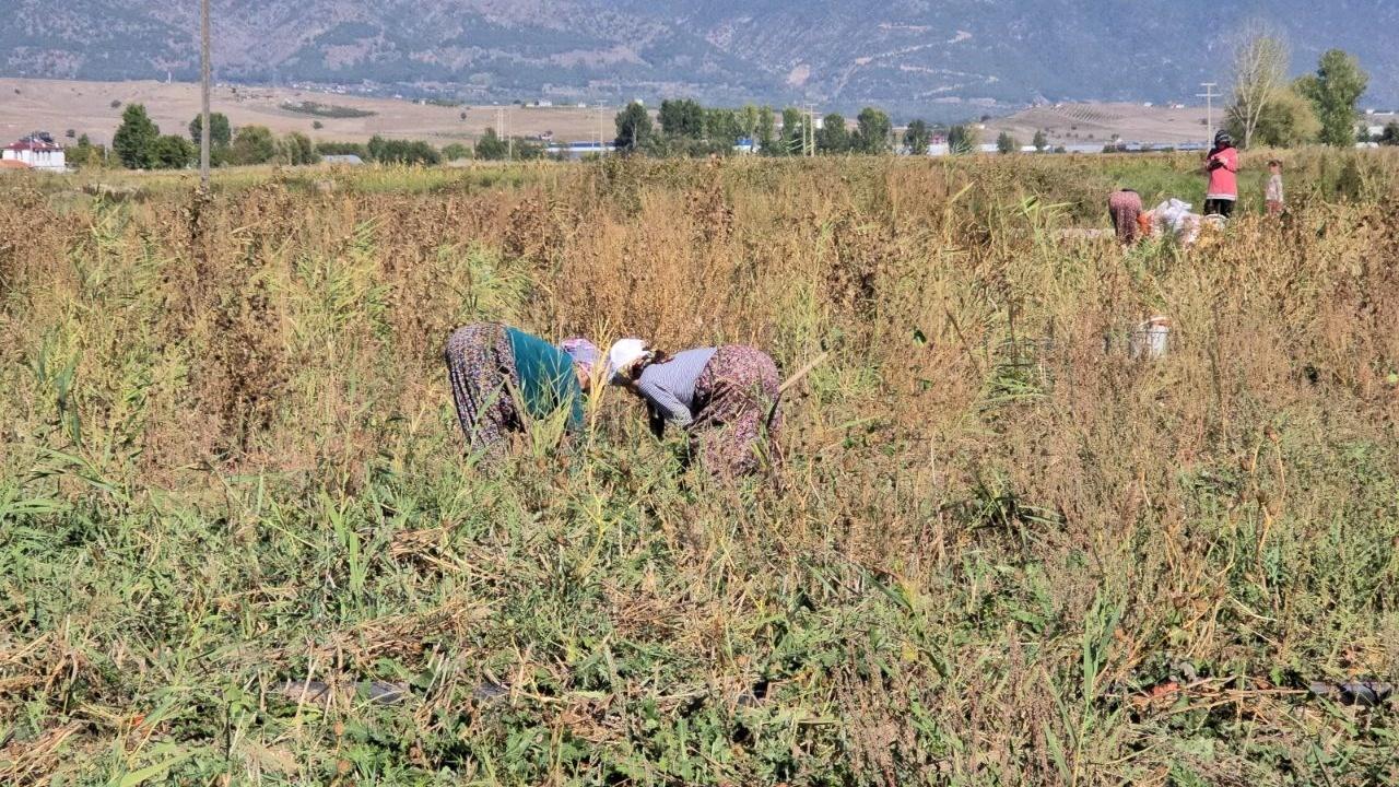 Tokat'ta Çiftçi 500 Ton Soğanı Ücretsiz Dağıttı: Pazar Sıkıntısı Nedeniyle