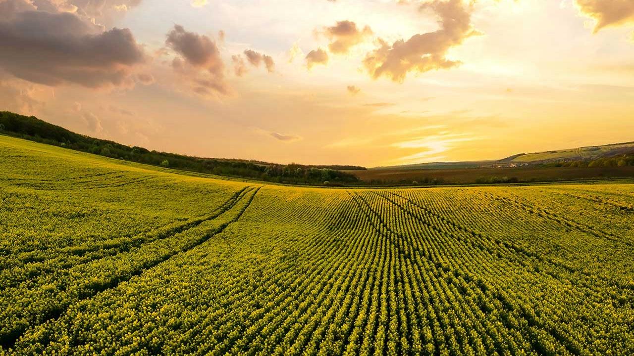 Rabobank, Gıda ve Tarım Kredisi Birimini Yeniden Düzenliyor