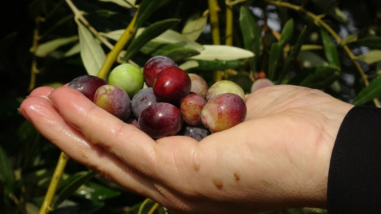 Zeytin Üreticisi İçin Zor Yıl: 1 Kilogram Zeytinin Maliyeti 34,2 TL'ye Çıktı