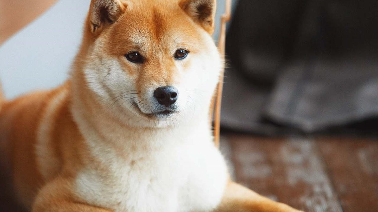 Shiba Inu Ekibi, Ethereum ve Vitalik Buterin’i Destekliyor: SHIB’nin Piyasadaki Konumu