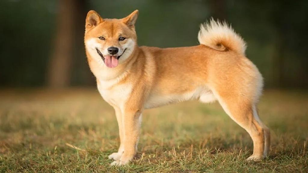 Shiba Inu'nun Yeni Projesi SHIB Coin'i %6 Yükseltti