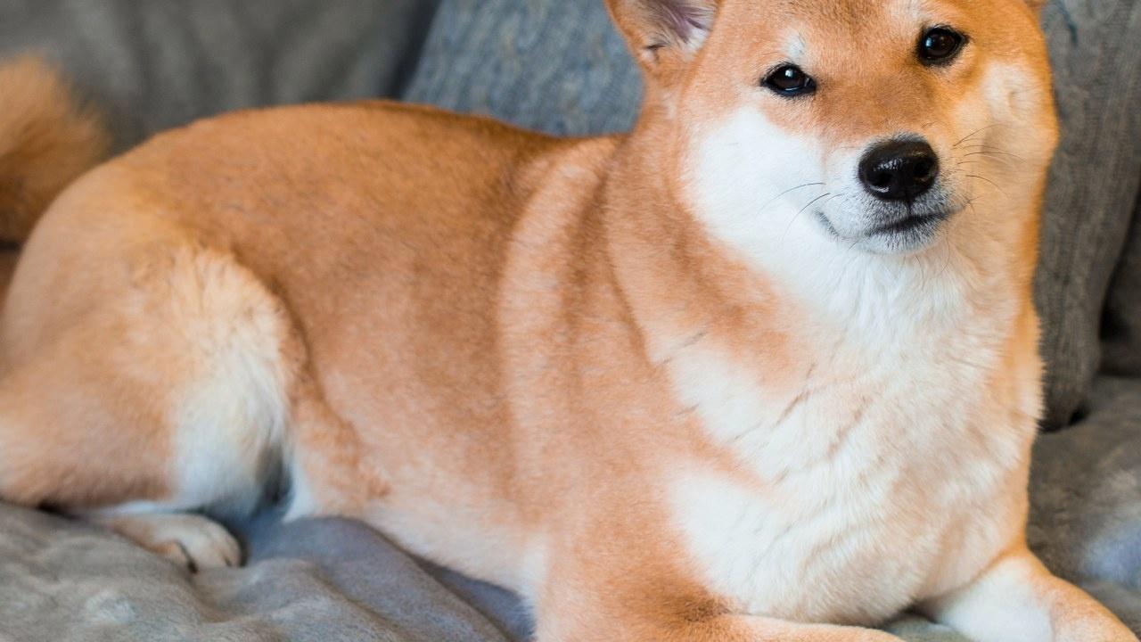 Shiba Inu'nun Yeni Projesi SHIB Coin'i %6 Yükseltti