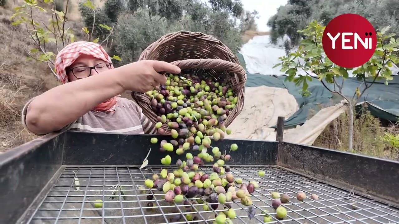 Zeytin Üreticisinden İşçi Çığlığı: 3 Bin Lira Yevmiye Veriyoruz, Çalışan Yok