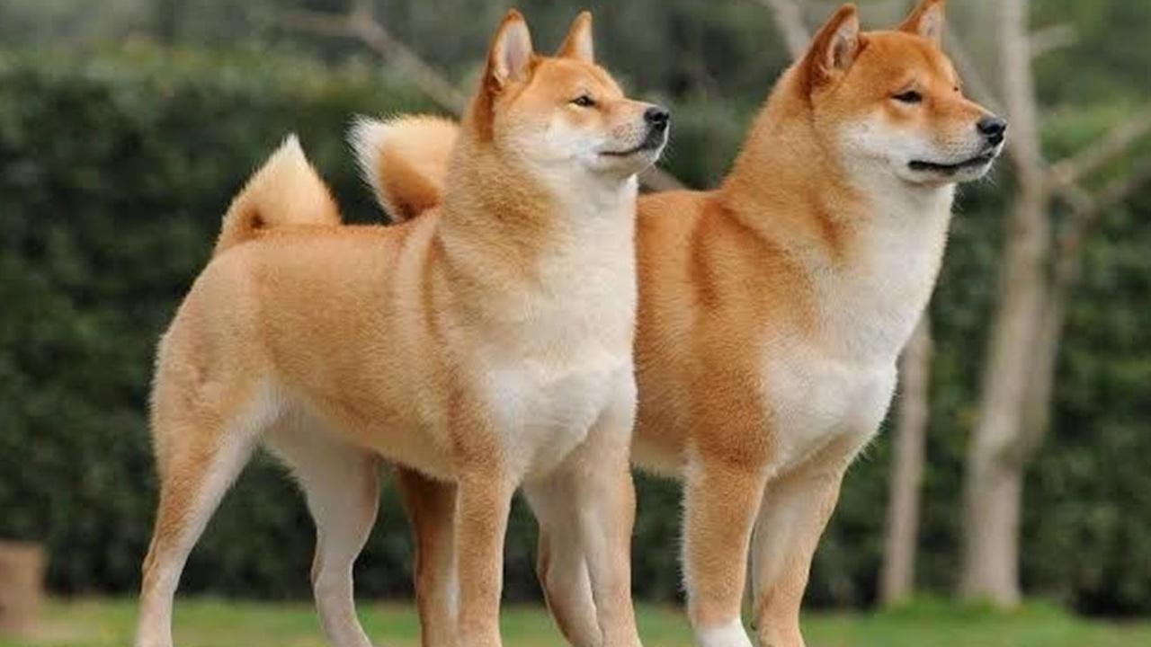 Shiba Inu Fiyatı Yeni Ekosistem Gelişmeleri ile Yükselişe Geçebilir