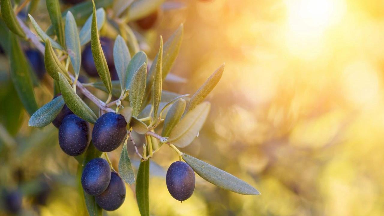 Zeytin Üreticisine Müjde: Fiyatlar Yükseliyor