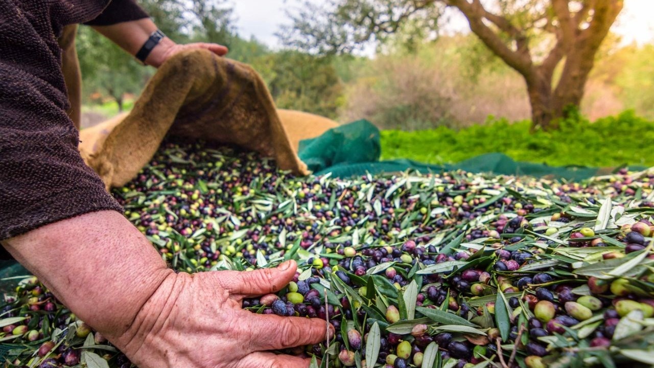 Zeytin Üreticisine Müjde: Fiyatlar Yükseliyor