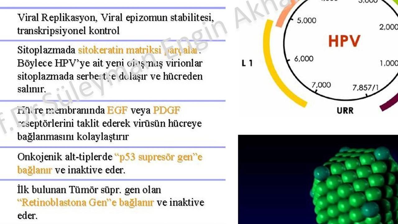 Anatolia Tanı (ANGEN), HPMV Virüsü Hakkında 3 Maddede Açıklama Yaptı